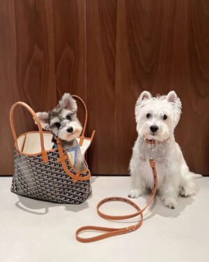 [고야드] 삭 시앙 그리 (펫 백)